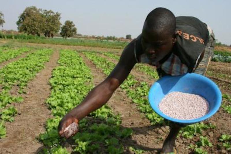 Farming support as a pathway to peace in Zamfara