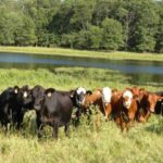Livestock: Nigeria bets on solar to power its grazing reserves.