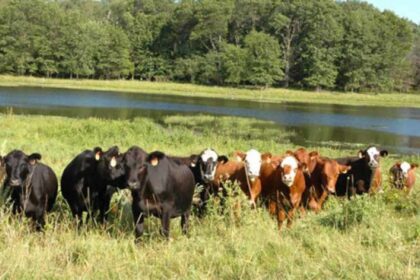 Livestock: Nigeria bets on solar to power its grazing reserves.