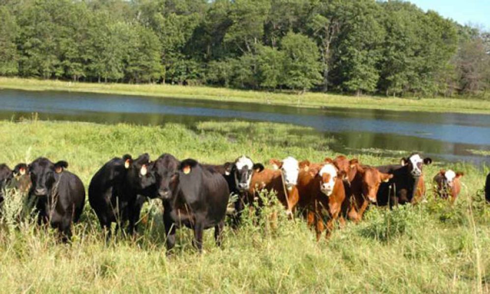 Livestock: Nigeria bets on solar to power its grazing reserves.