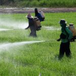 The human cost of Nigeria's cheap pesticides