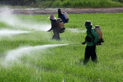 The human cost of Nigeria's cheap pesticides
