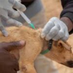Why Nigeria's scaling up strategy to erase rabies deaths