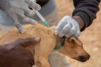 Why Nigeria's scaling up strategy to erase rabies deaths