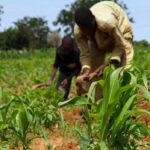 Equipping northern farmers for resilience