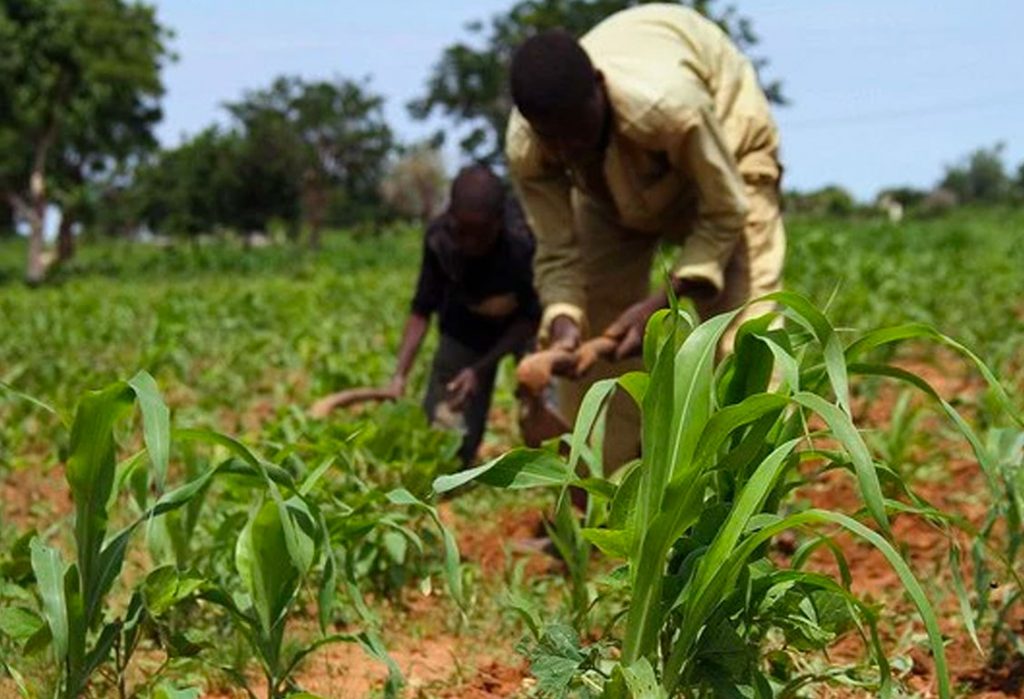 Equipping northern farmers for resilience