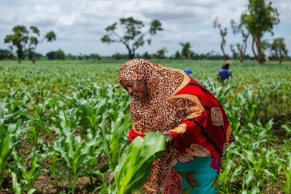 Feeding Nigeria starts with restoring its soil