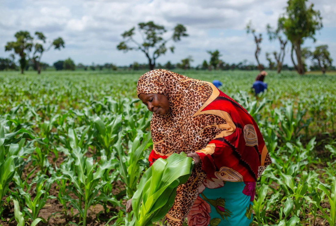Feeding Nigeria starts with restoring its soil 1 Feeding Nigeria starts with restoring its soil