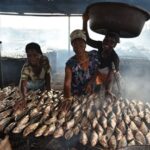 Processing hubs could transform Nigeria's catfish market