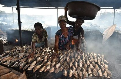 Processing hubs could transform Nigeria's catfish market