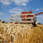 Nigeria's unlikely quest to grow its wheat