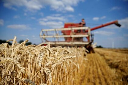 Nigeria's unlikely quest to grow its wheat