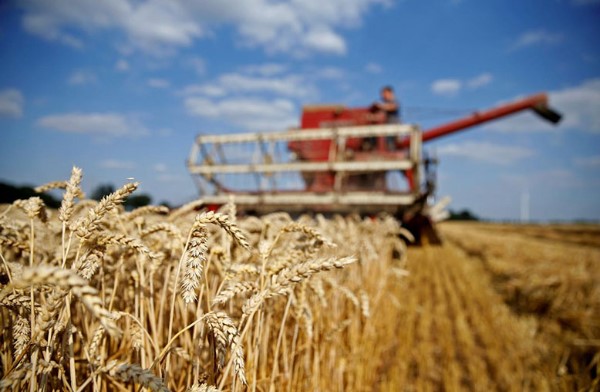Nigeria's unlikely quest to grow its wheat