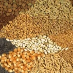 A new government crackdown targets adulterated seeds