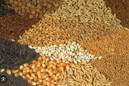 A new government crackdown targets adulterated seeds