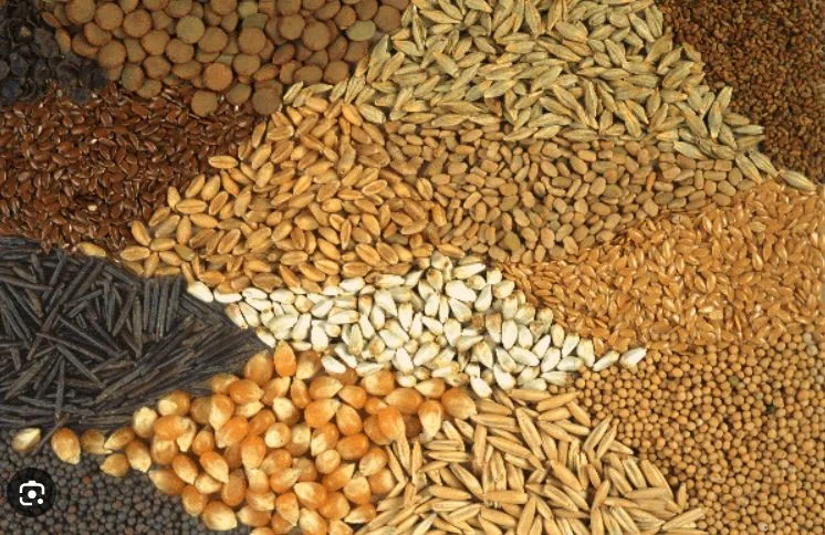 A new government crackdown targets adulterated seeds