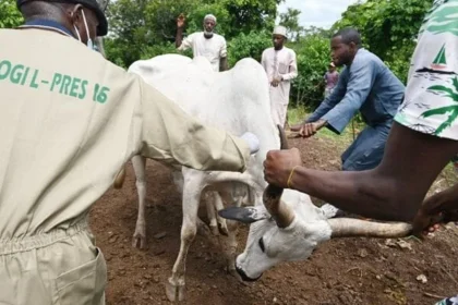 Kogi’s Tech-Driven Livestock Project Brings Vet Care to Remote Herders