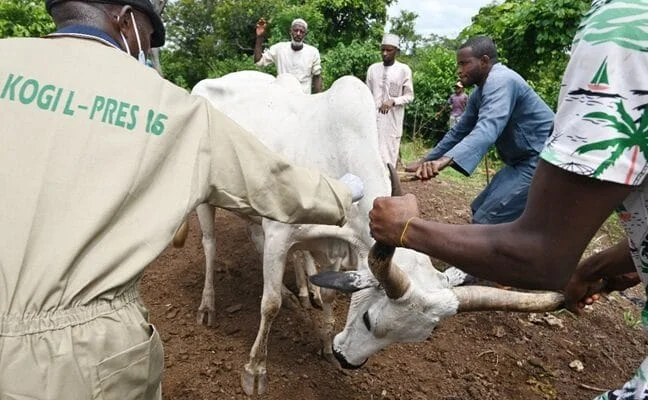 Kogi’s Tech-Driven Livestock Project Brings Vet Care to Remote Herders