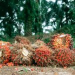 Okomu oil drives a 113% surge amidst Nigeria's economic strain