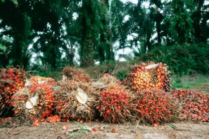 Okomu oil drives a 113% surge amidst Nigeria's economic strain