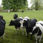 Kaduna's dairy experiment. Credit: web image