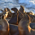 Photo credit: The Wild Animal Initiative