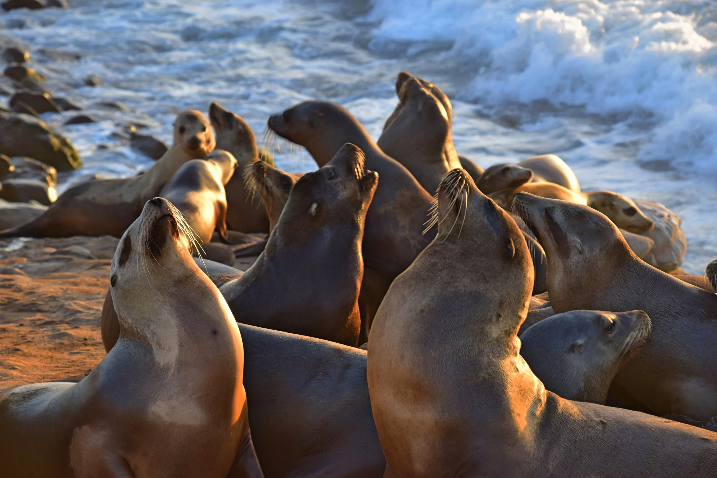 Photo credit: The Wild Animal Initiative