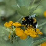 A bumblebeeperched on a flower. Courtesy: Wild Animal Initiative
