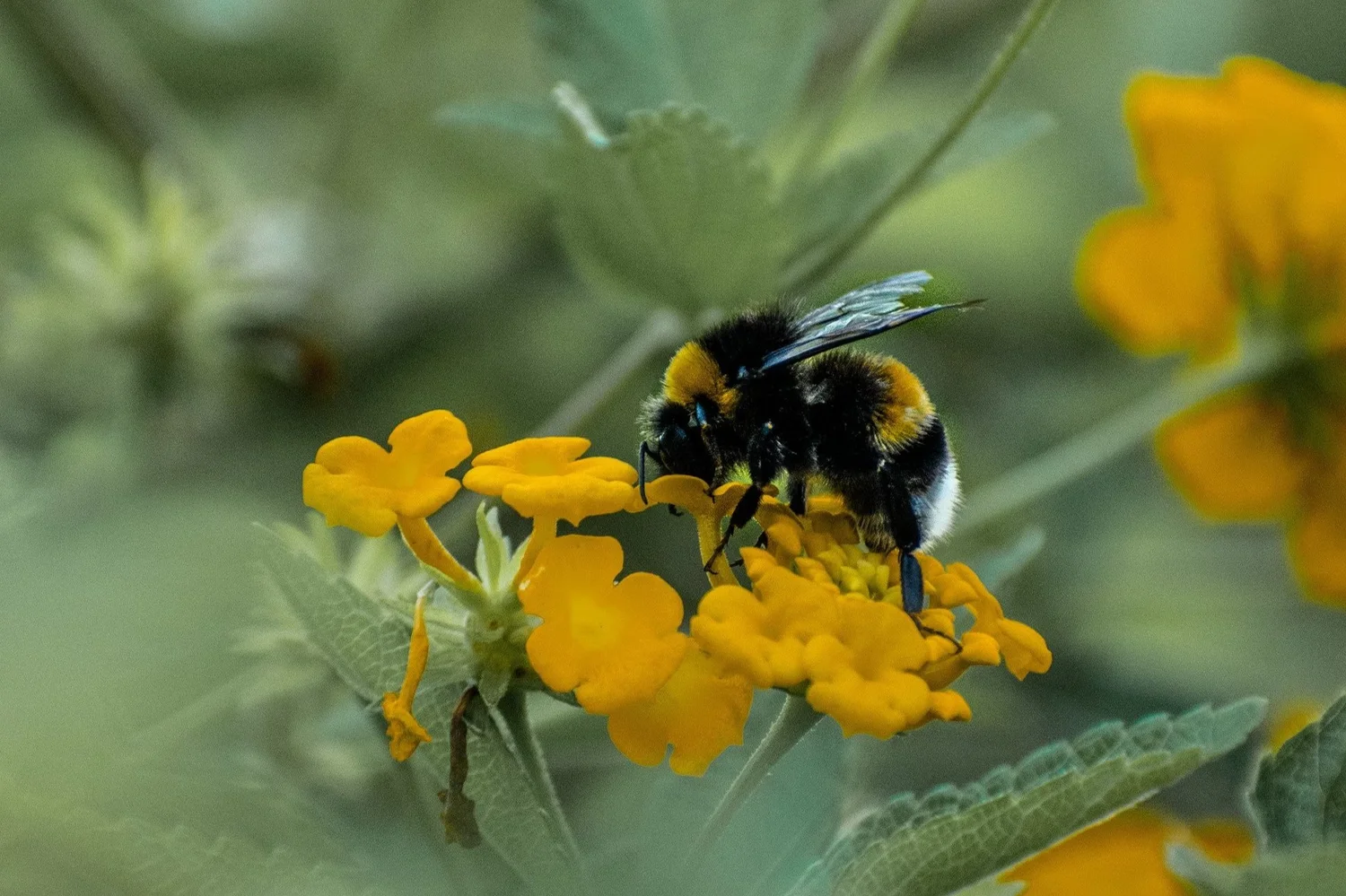 A bumblebeeperched on a flower. Courtesy: Wild Animal Initiative