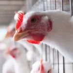 Nigeria takes on antibiotic overuse with local scientific innovation 3 Nigeria takes on antibiotic overuse with local scientific innovation