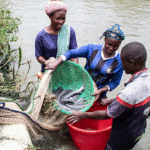 Lagos reimagines farming in Ikorodu. Photo credit: FAO