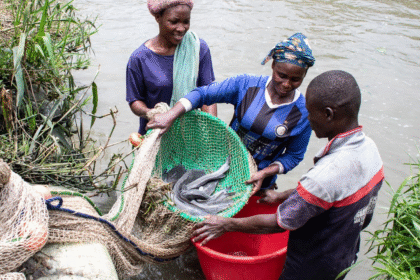 Lagos reimagines farming in Ikorodu. Photo credit: FAO