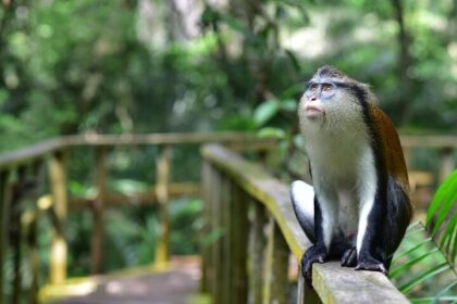 Chief S.L. Edu Ph.D. Research Grant. Image credit: sourced from web