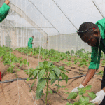 Smart greenhouses rise in Abuja to power all-season farming 2 Greenhouse farming in Abuja.