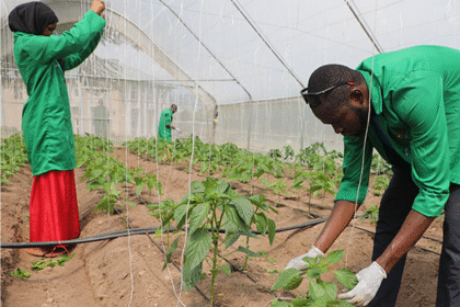 Greenhouse farming in Abuja.