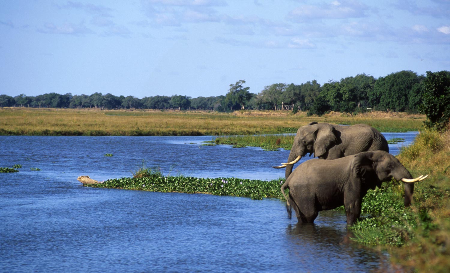 $20,000 grants for Africa's biodiversity champions 1 $20,000 grants for Africa's biodiversity champions
