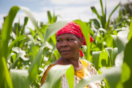 Women farmers lead Nigeria's agricultural renewal 1 Women farmers lead Nigeria's agricultural renewal.