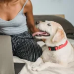 HABRI opens 2026 research grants on human–animal bond 2 HABRI opens 2026 research grants on the human–animal bond