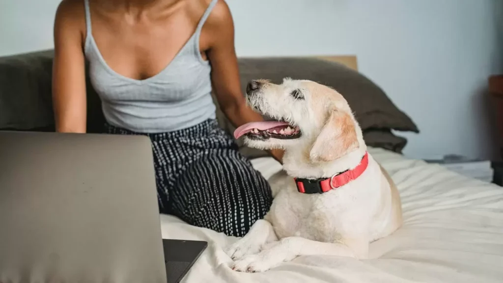 HABRI opens 2026 research grants on human–animal bond 1 HABRI opens 2026 research grants on the human–animal bond