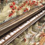 How Nigeria can build a self-reliant livestock industry. Photo credit: web image