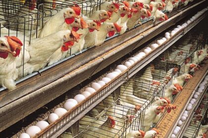 How Nigeria can build a self-reliant livestock industry. Photo credit: web image