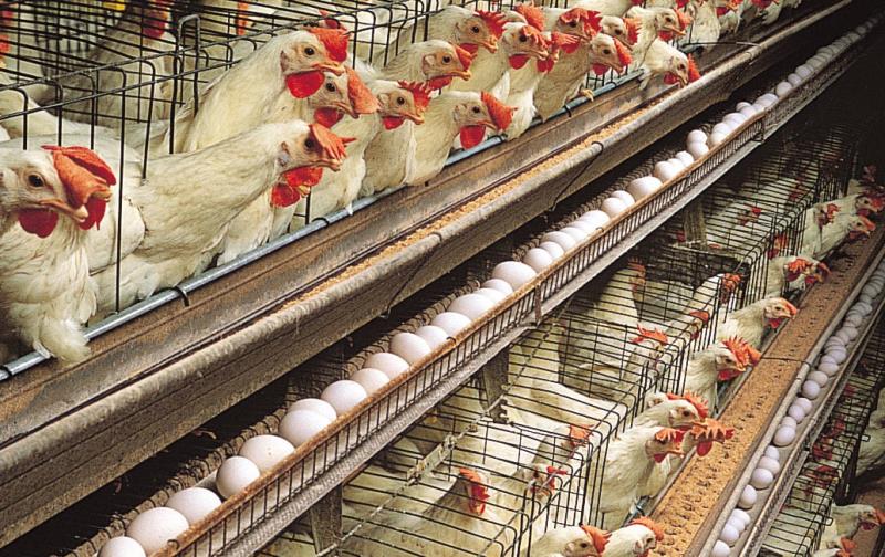How Nigeria can build a self-reliant livestock industry. Photo credit: web image