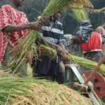Rice farmers in Enugu. Credit: web image