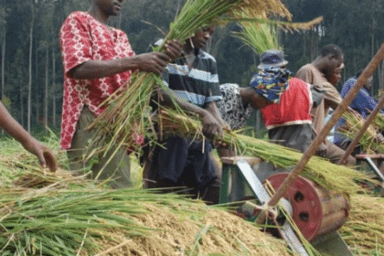 Rice farmers in Enugu. Credit: web image