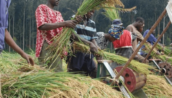 Rice farmers in Enugu. Credit: web image