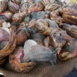 Slow and steady: Nigeria's snail farming boom 3 Nigeria's snail farming boom