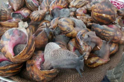 Nigeria's snail farming boom