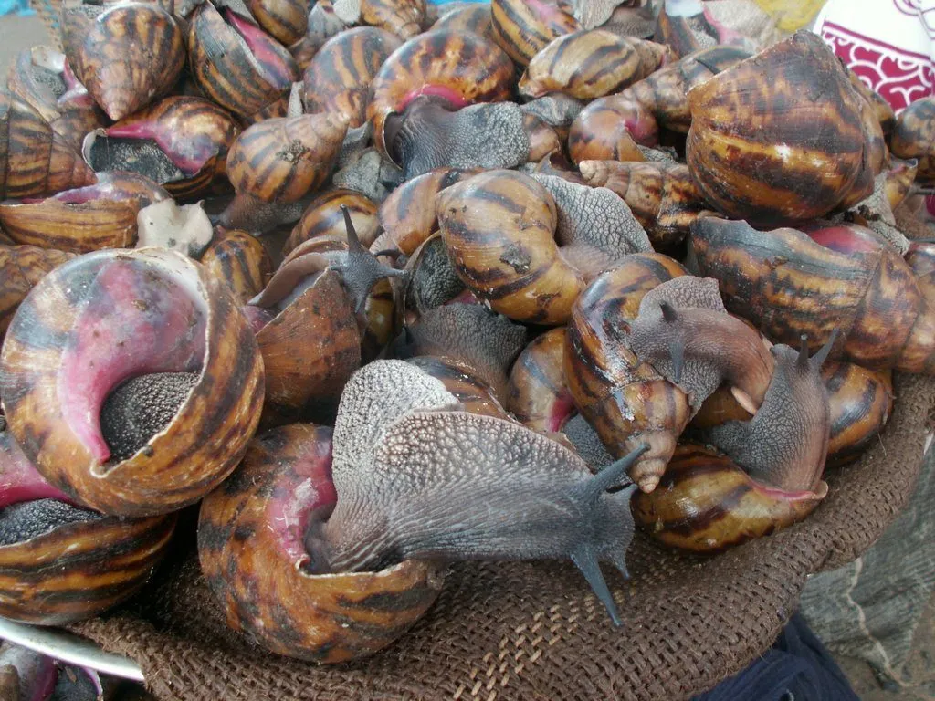 Slow and steady: Nigeria's snail farming boom 1 Nigeria's snail farming boom