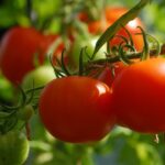 Kano’s women dig into home gardens to combat hunger