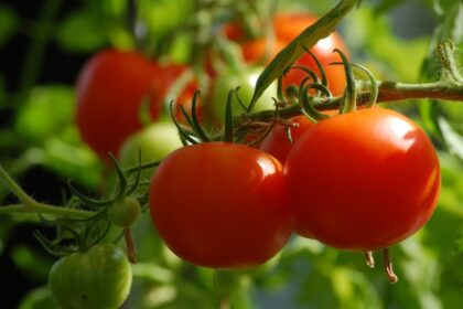 Kano’s women dig into home gardens to combat hunger
